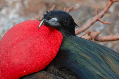 Image of Great Frigatebird