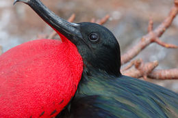 Image of Great Frigatebird