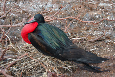 Image of Great Frigatebird