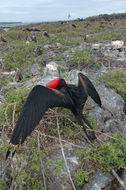 Image of Great Frigatebird