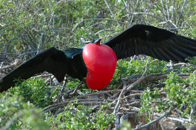 Image of Great Frigatebird