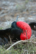 Image of Great Frigatebird