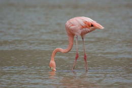 Слика од Phoenicopterus ruber Linnaeus 1758