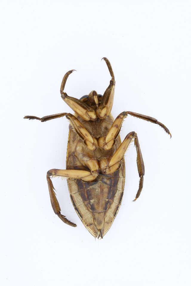 Image of Belostomatinae Leach 1815