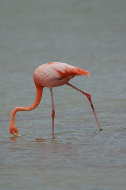 Image of American Flamingo