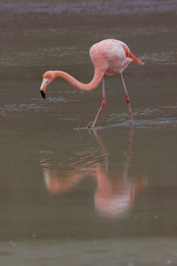 Слика од Phoenicopterus ruber Linnaeus 1758