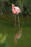 Слика од Phoenicopterus ruber Linnaeus 1758