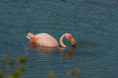 Imagem de Phoenicopterus ruber Linnaeus 1758