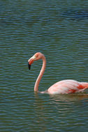 Imagem de Phoenicopterus ruber Linnaeus 1758