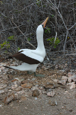 Image of Nazca Booby