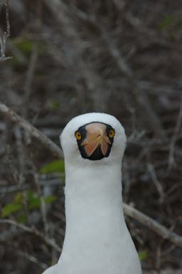 Image of Nazca Booby