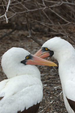 Image of Nazca Booby