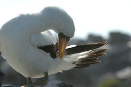 Image of Nazca Booby