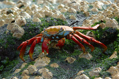 Image of Sally lightfoot crab