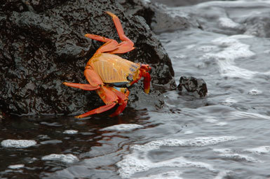 Image of Sally lightfoot crab