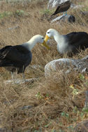 Image of Waved Albatross