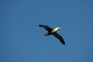 Image of Waved Albatross