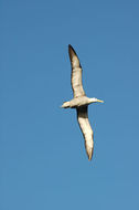 Image of Waved Albatross