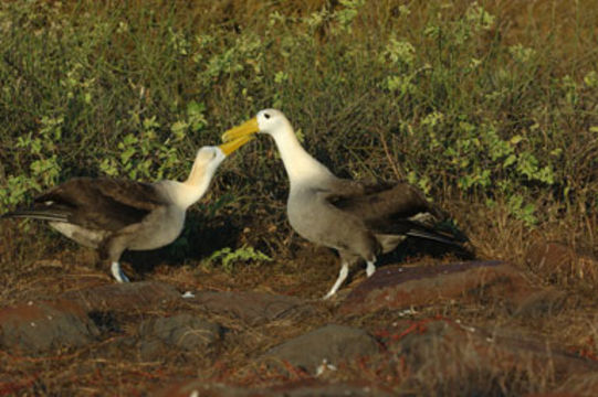 Image of Waved Albatross