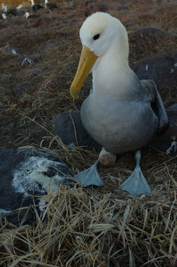 Image of Waved Albatross