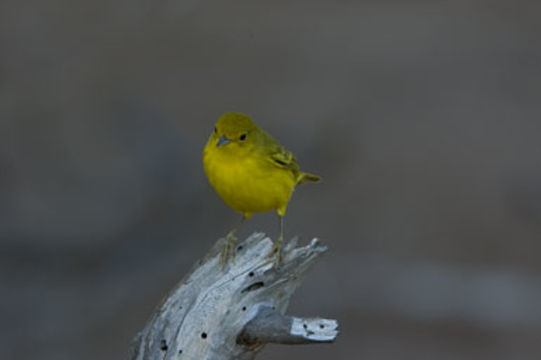 Imagem de Setophaga petechia aureola (Gould 1839)