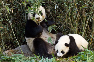 Image of Giant Panda