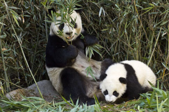 Image of Giant Panda