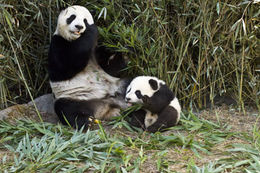 Image of Giant Panda