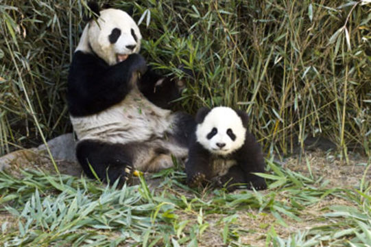 Image of Giant Panda