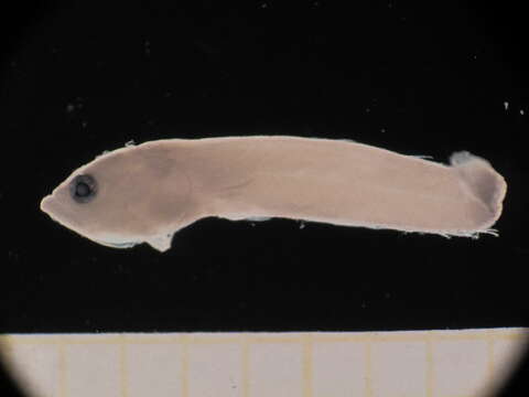 Image of Dactyloscopus