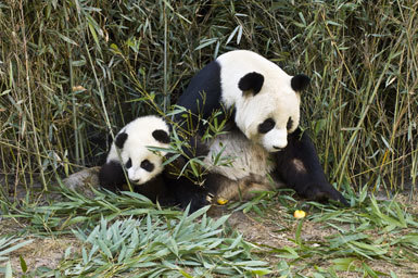 Image of Giant Panda