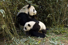 Image of Giant Panda