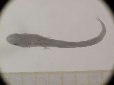 Image of Dactyloscopus