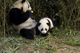 Image of Giant Panda