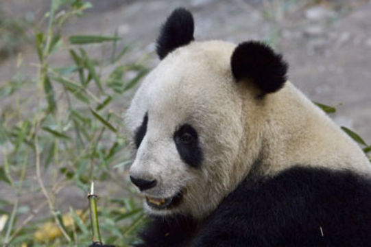 Image of Giant Panda