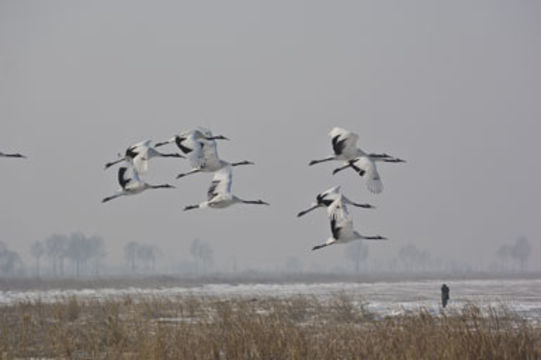 Image of Japanese Crane