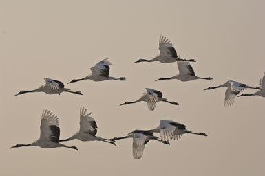 Image of Japanese Crane