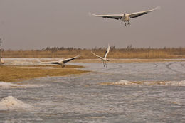 Image of Japanese Crane