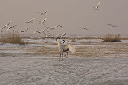 Image of Japanese Crane