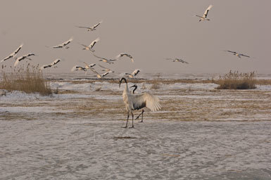 Image of Japanese Crane