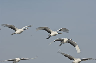 Image of Japanese Crane