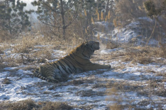 Imagem de Tigre-siberiano