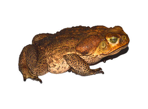 Image of Rhinella Fitzinger 1826