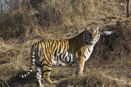 Imagem de Tigre-siberiano