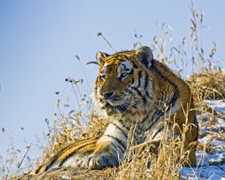 Imagem de Tigre-siberiano