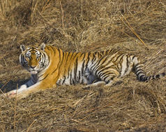 Imagem de Tigre-siberiano