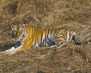 Image of Amur Tiger