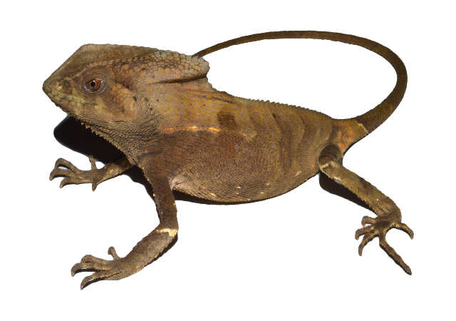 Image of helmet lizards