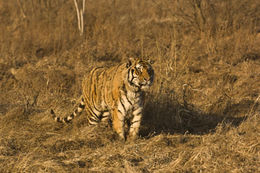 Image of Amur Tiger