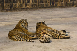 Imagem de Tigre-siberiano